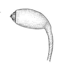 Eurhynchium praelongum, capsule and upper seta, moist. Drawn from J. Child 6659, CHR 429182.
 Image: R.C. Wagstaff © Landcare Research 2019 CC BY 3.0 NZ